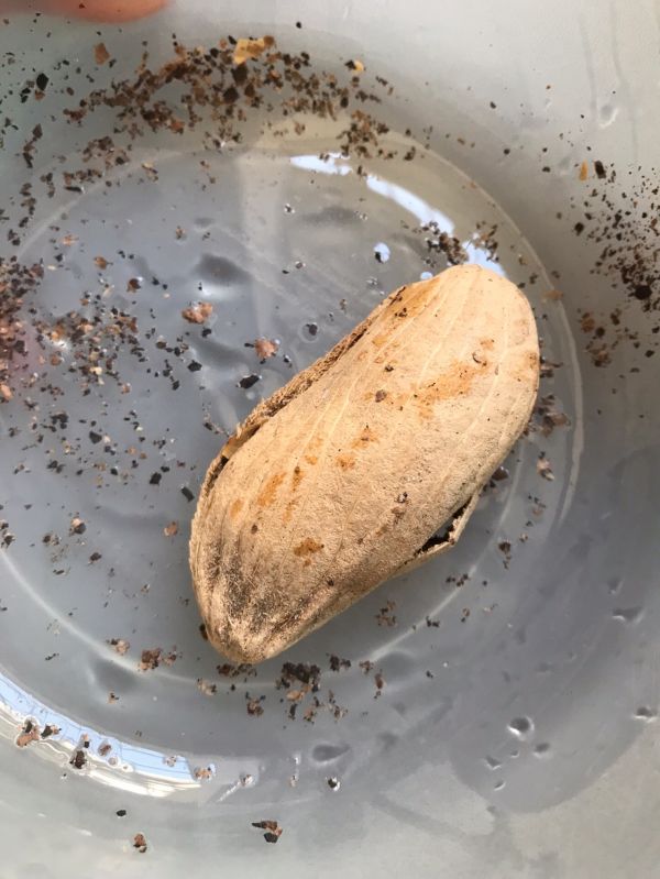 莲子芒果核煲瘦肉