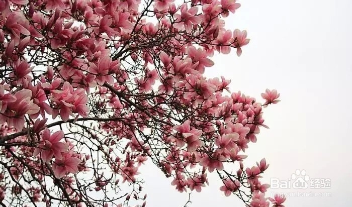 韩国十大美丽大学