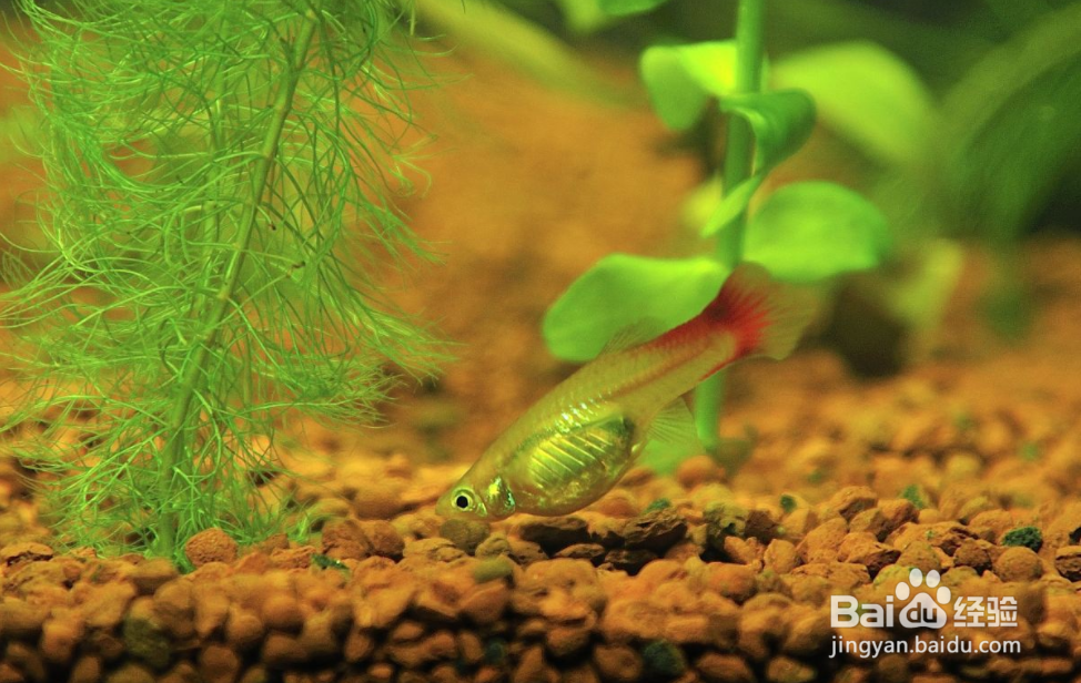 武汉东湖海洋乐园攻略