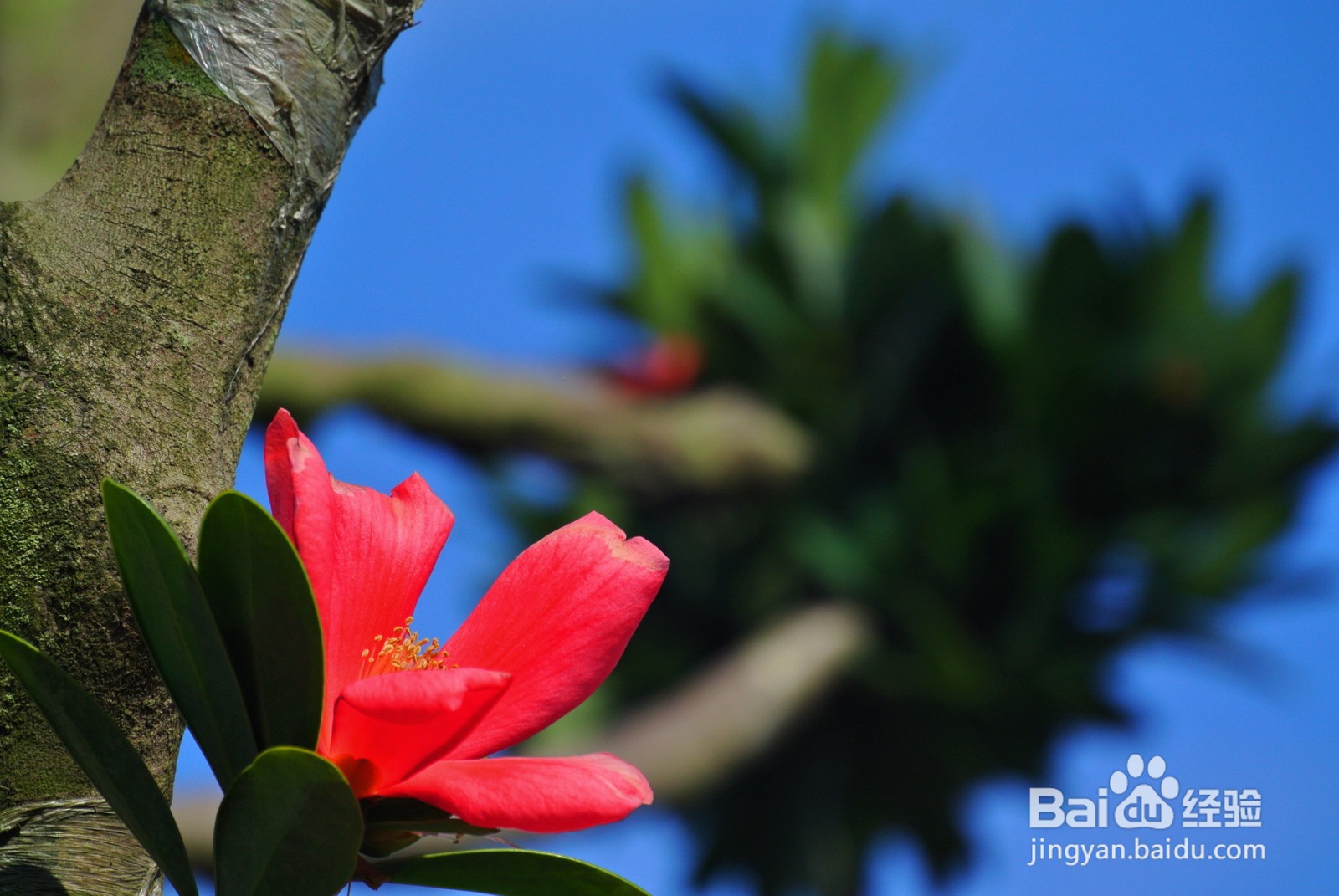 杜鹃红山茶花注意事项