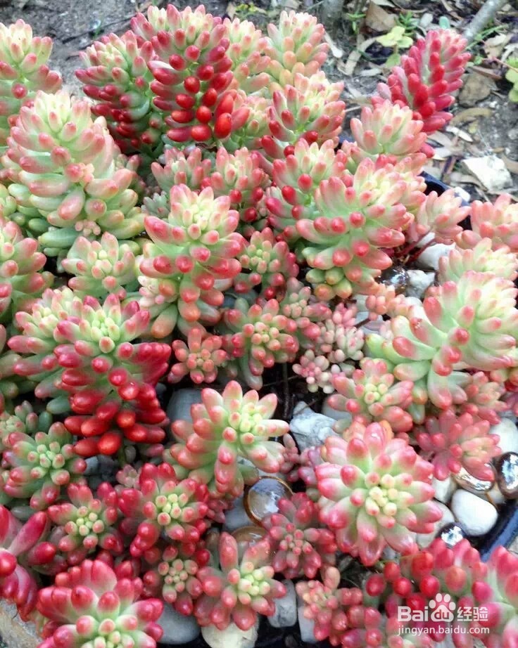 如何趁秋季将多肉植物迅速养大变肥