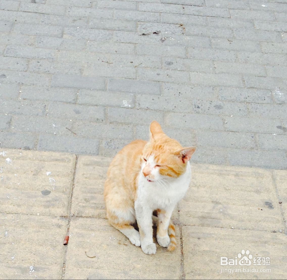 夏季养猫应该注意什么问题