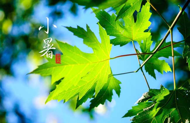 小暑节气养生注意什么