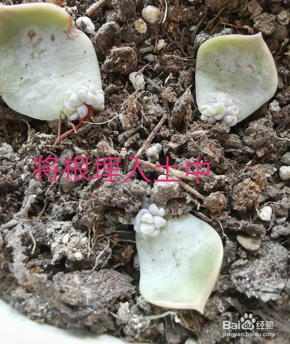 冬天多肉叶片扦插方法