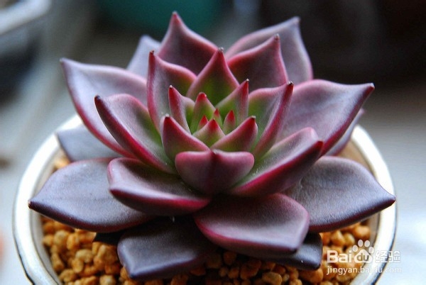 多肉植物黑腐病该怎么办