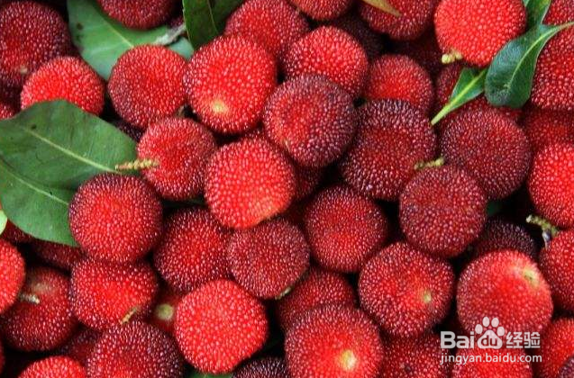 扬梅怎么保存好