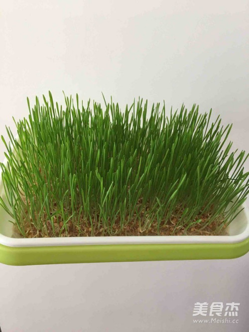 小麦苗,种了好几种芽苗菜这是其中的一盘.