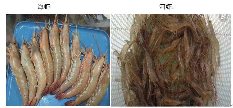 如何区分海虾与河虾