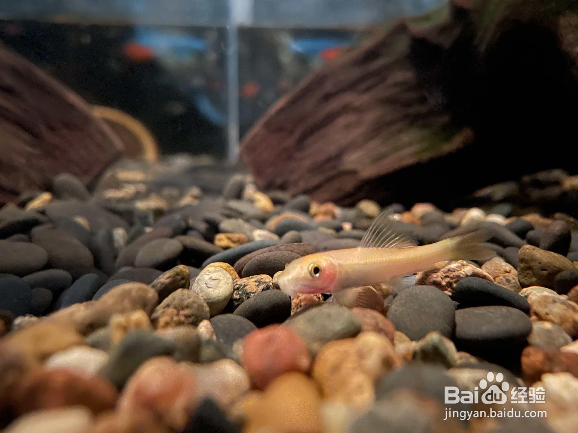 乌龟长青苔怎么去除