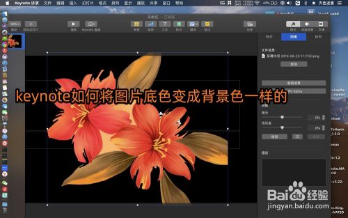 Keynote如何将图片底色变成背景色一样的 百度经验