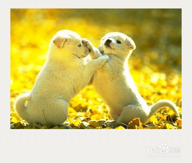 宠物狗打疫苗期间要注意哪些问题