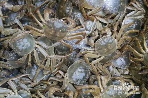 如何判断大闸蟹假死