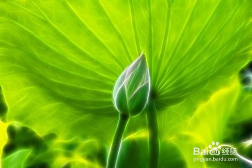 薏米粥的做法和功效