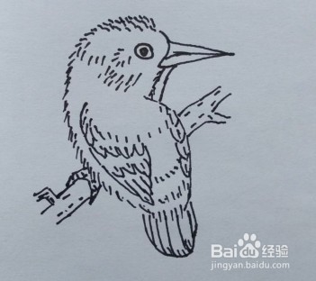 <b>鸟的线描画法</b>