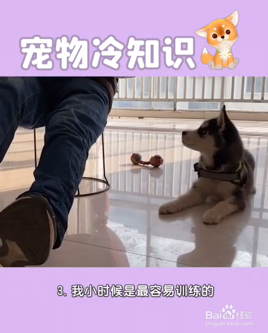 养哈士奇的注意事项