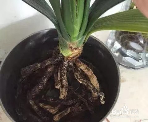 君子兰烂根别慌，切1刀泡一泡，2周长出大白根