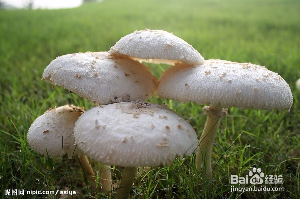什么样的香菇不能吃