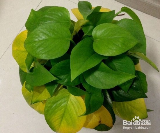 绿箩黄叶子怎么处理