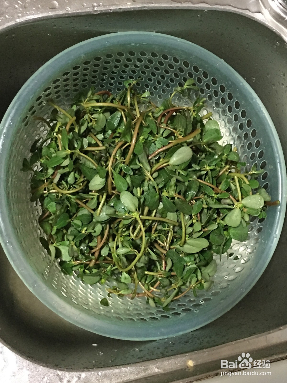 马苋菜怎样煮才好吃?