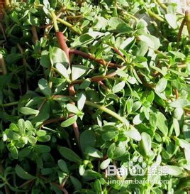 摆脱痘痘的烦恼