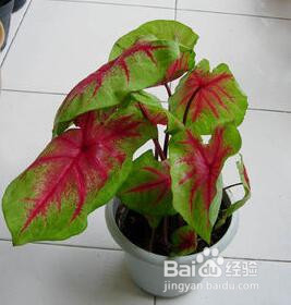 适合养在办公室的植物