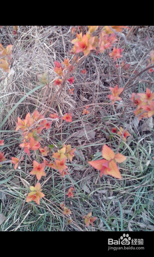 【安卓APP】美图看看新手测评