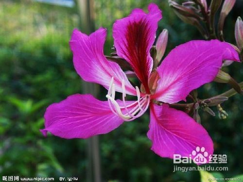 卧房不宜摆放的植物