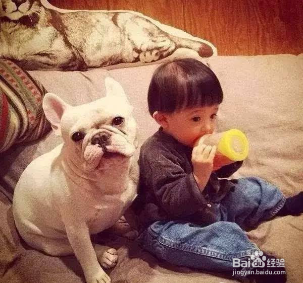 网友拍下的自家蠢汪的搞笑瞬间，这是要成精啊