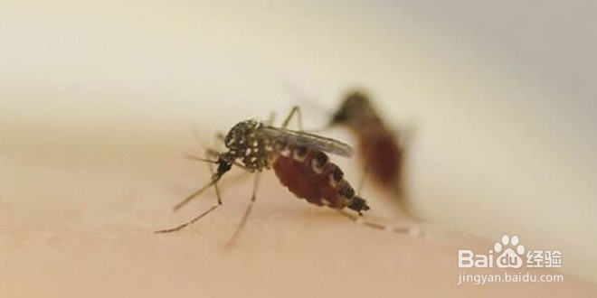 蚊子的爱好，由我们来消灭