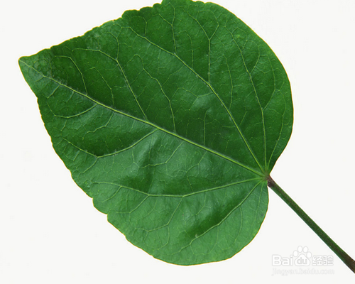 家长如何培养小学生的写作能力：[3]日记形式