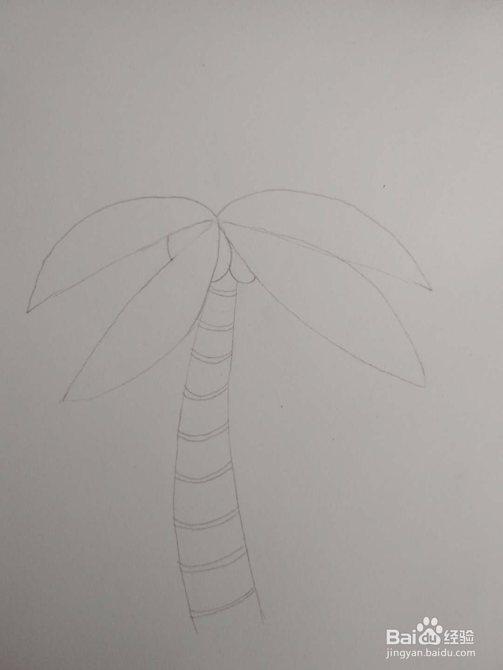 多妈简笔画植物一株椰子树