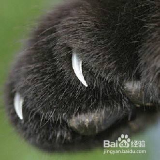 被猫抓了怎么办