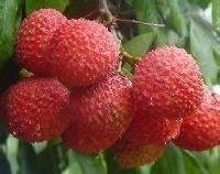 教你怎么挑好荔枝