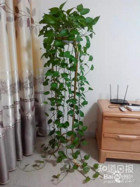 他养的花长到戳屋顶,咋养的