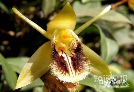 100种兰花品种图鉴，花开瞬间，艳冠群芳！