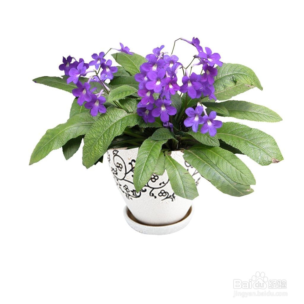 因事外出时盆花无人浇水怎么办