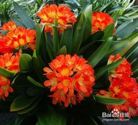 淘米水浇花前加点料，绿萝吊兰猛蹿疯长，再也不黄叶！