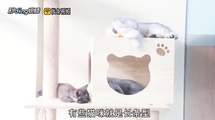 猫咪长不胖怎么办