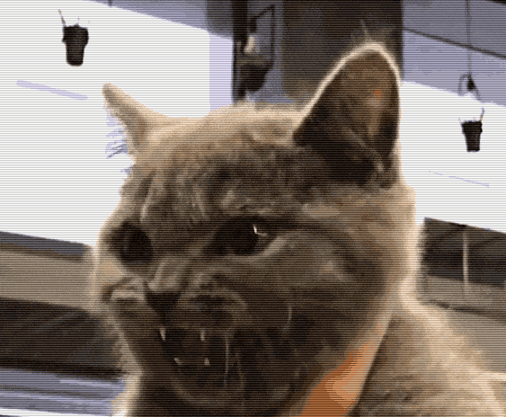 猫咪的嘴很臭，猫咪口臭是什么原因引起的