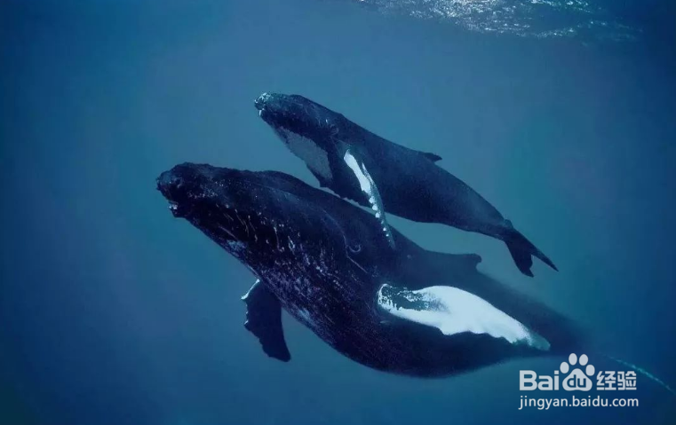 鲸鱼怎么呼吸