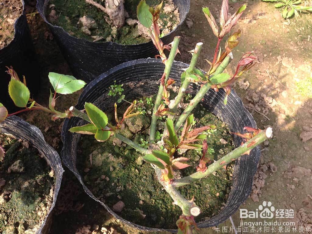盆栽月季花基地的培育全过程