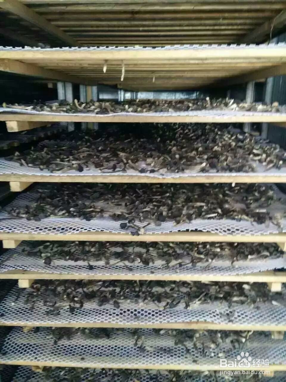 空气能鸡枞菇烘干机黑鸡枞烘干机的烘干效果