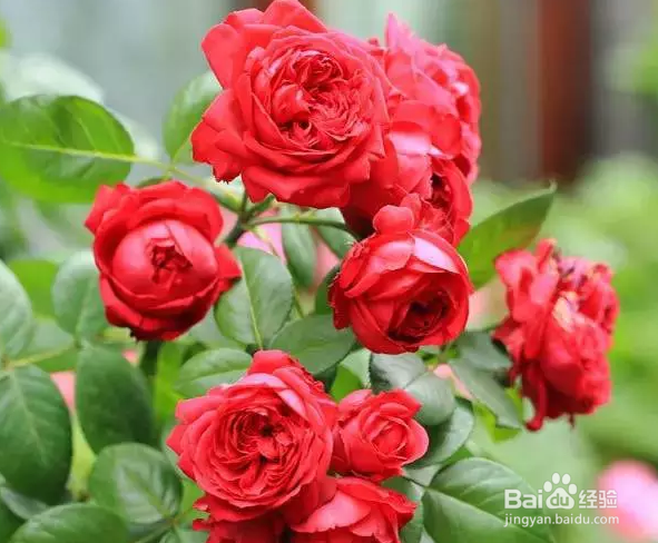 想让你的月季花开不断