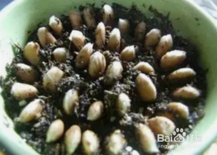柠檬苗怎么种植方法