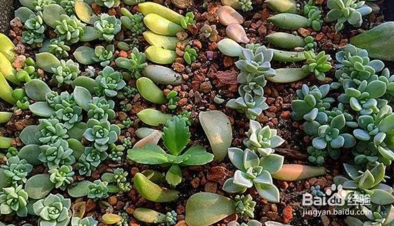 多肉插叶繁殖方法