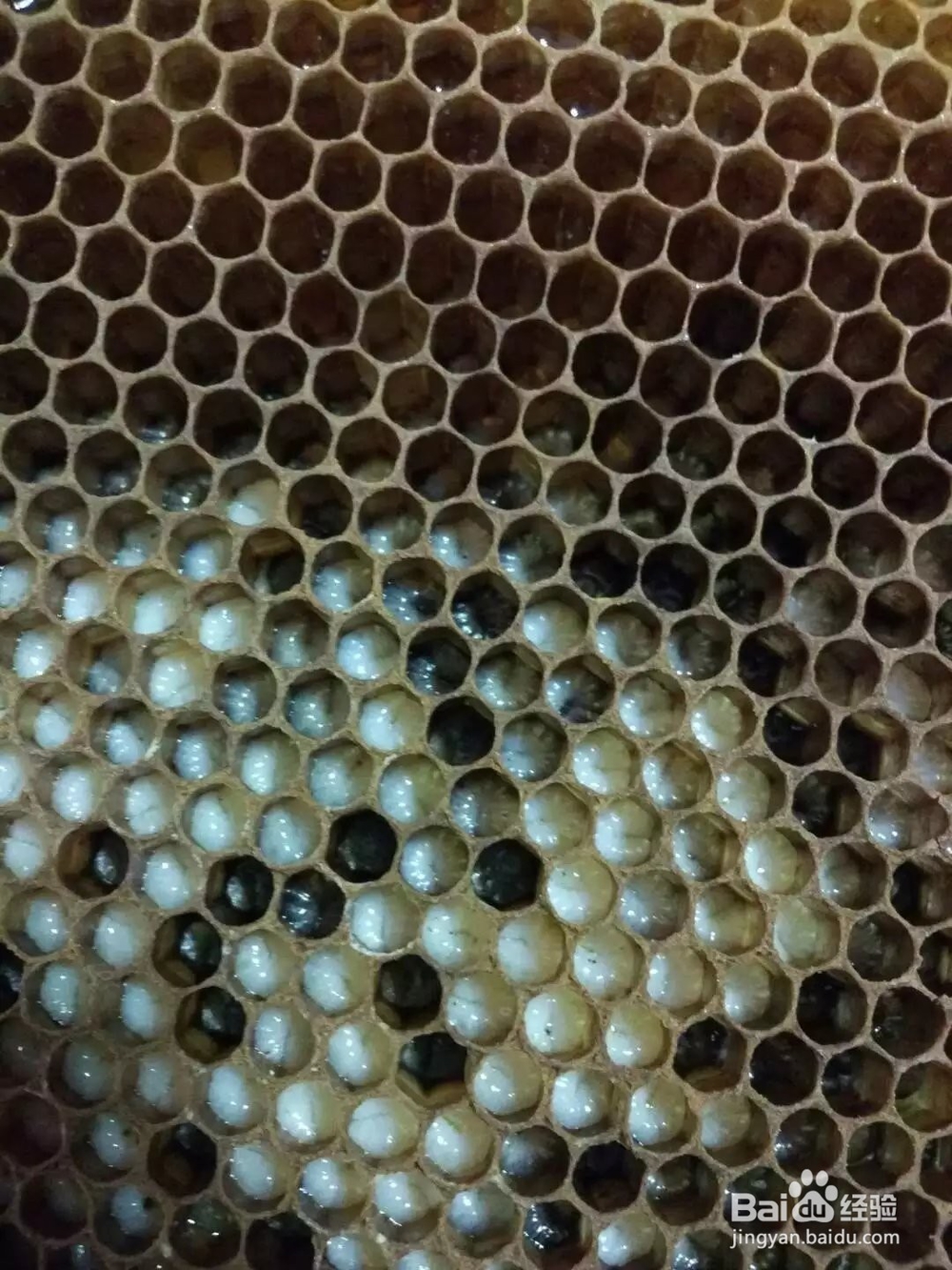 蜜蜂养殖步骤