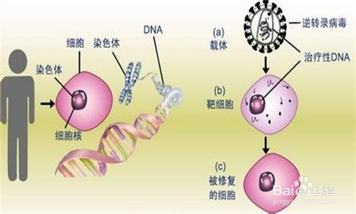 基因疗法和活细胞疗法