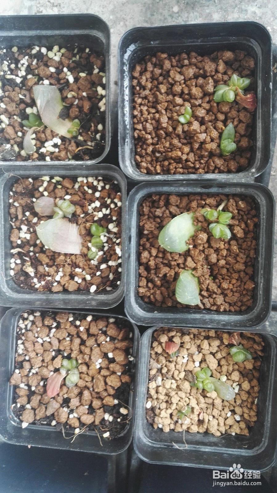 十二卷之玉露叶插