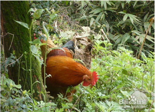 过年如何选择活鸡
