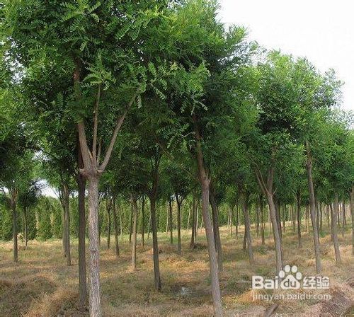 山东白蜡的形态学特征